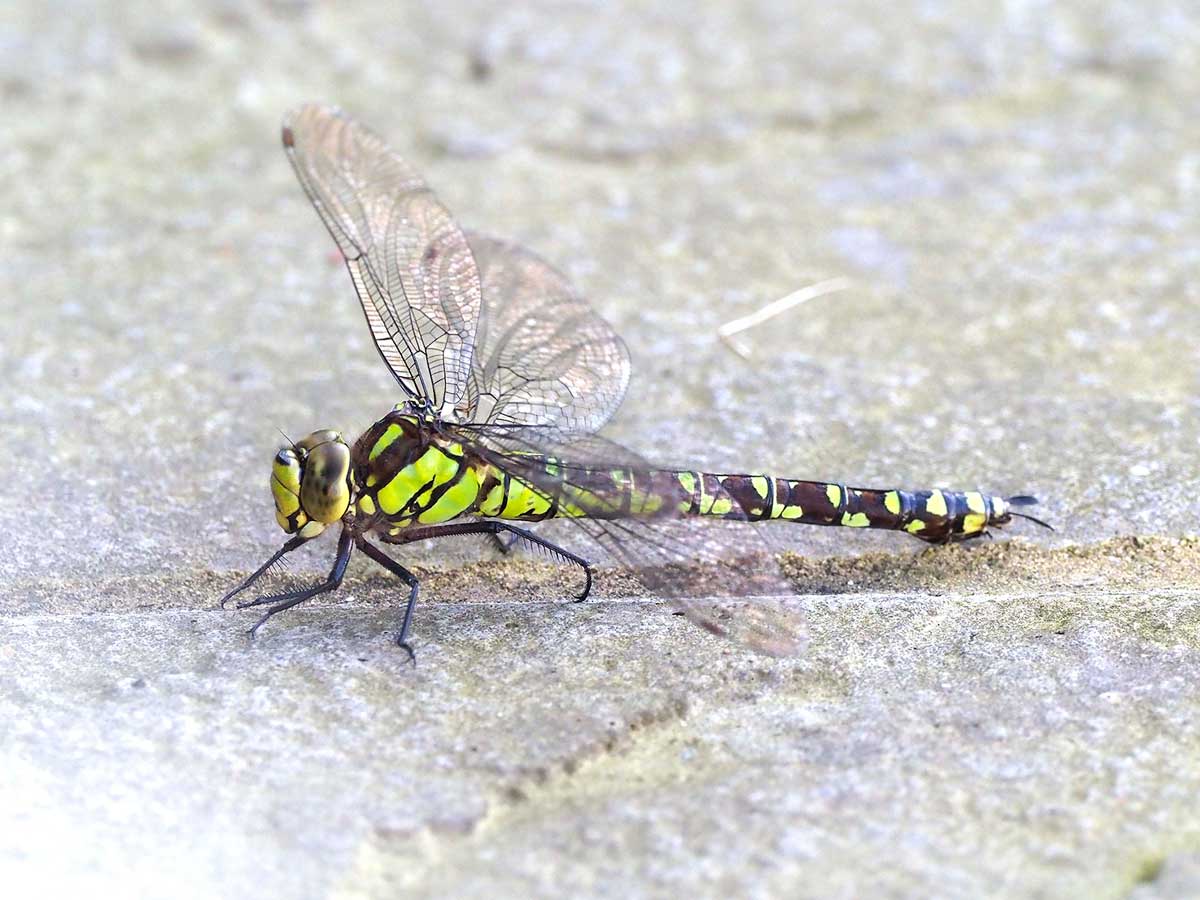 Aeshna_cyanea